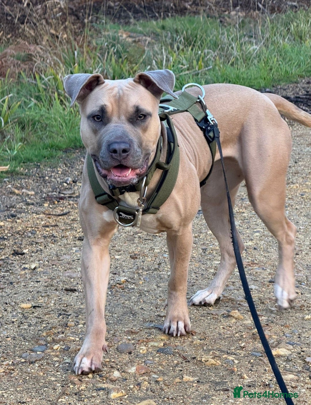 Mixed Breed dogs for sale: 🐾 BONNIE – LARGE BREED EXPERIENCE HOME NEEDED 🐾 - Advert 9