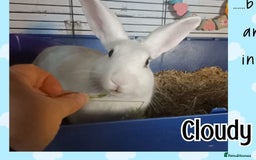 New Zealand rabbits for sale: Rabbit Cloudy for sale (male)  - Image 2