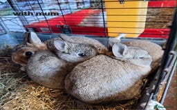 Netherland Dwarf rabbits for sale: Pure bred Baby Netherland Dwarfs for sale - Advert 4