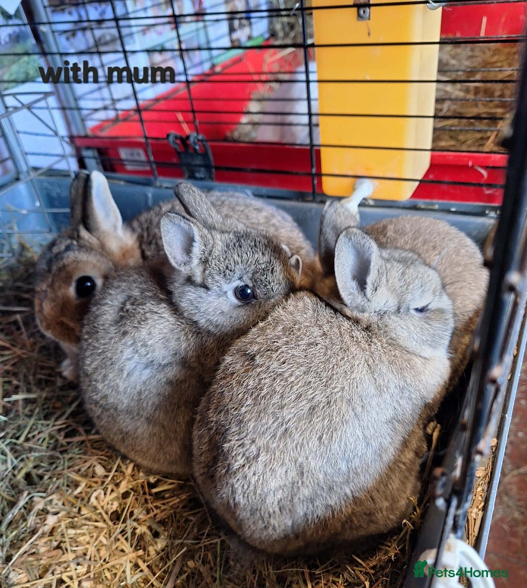 Netherland Dwarf rabbits for sale: Pure bred Baby Netherland Dwarfs for sale - Advert 4