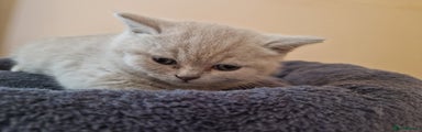 Scottish Fold Kitten 3