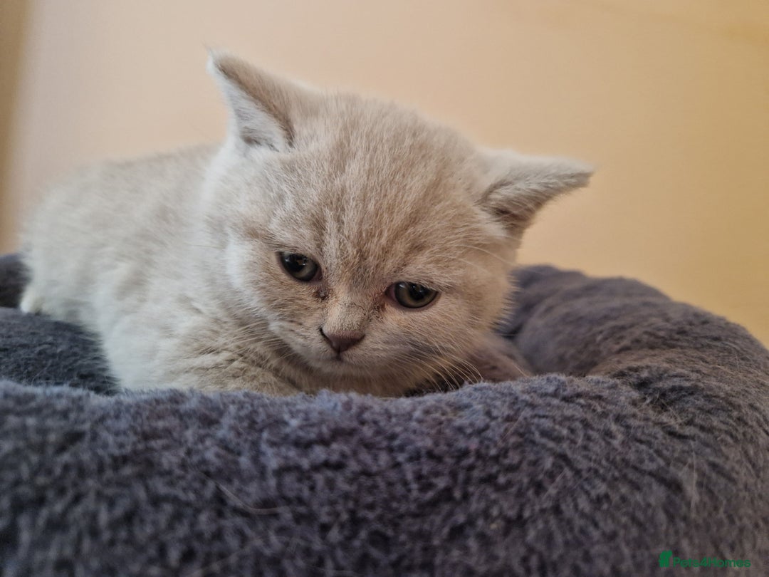 Scottish Fold cats for sale: Scottish fold, straight girls, boys, lilac blue  - Advert 18