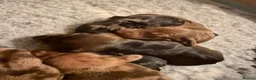 Dachshund dogs for sale: Dachshund puppies  - Advert 14