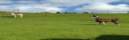Llama livestock for sale: Male Llama for sale 🦙  - Advert 4
