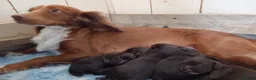 Cocker Spaniel dogs for sale: Working cocker spaniels pups for sale  in Aylesbury - Advert 4