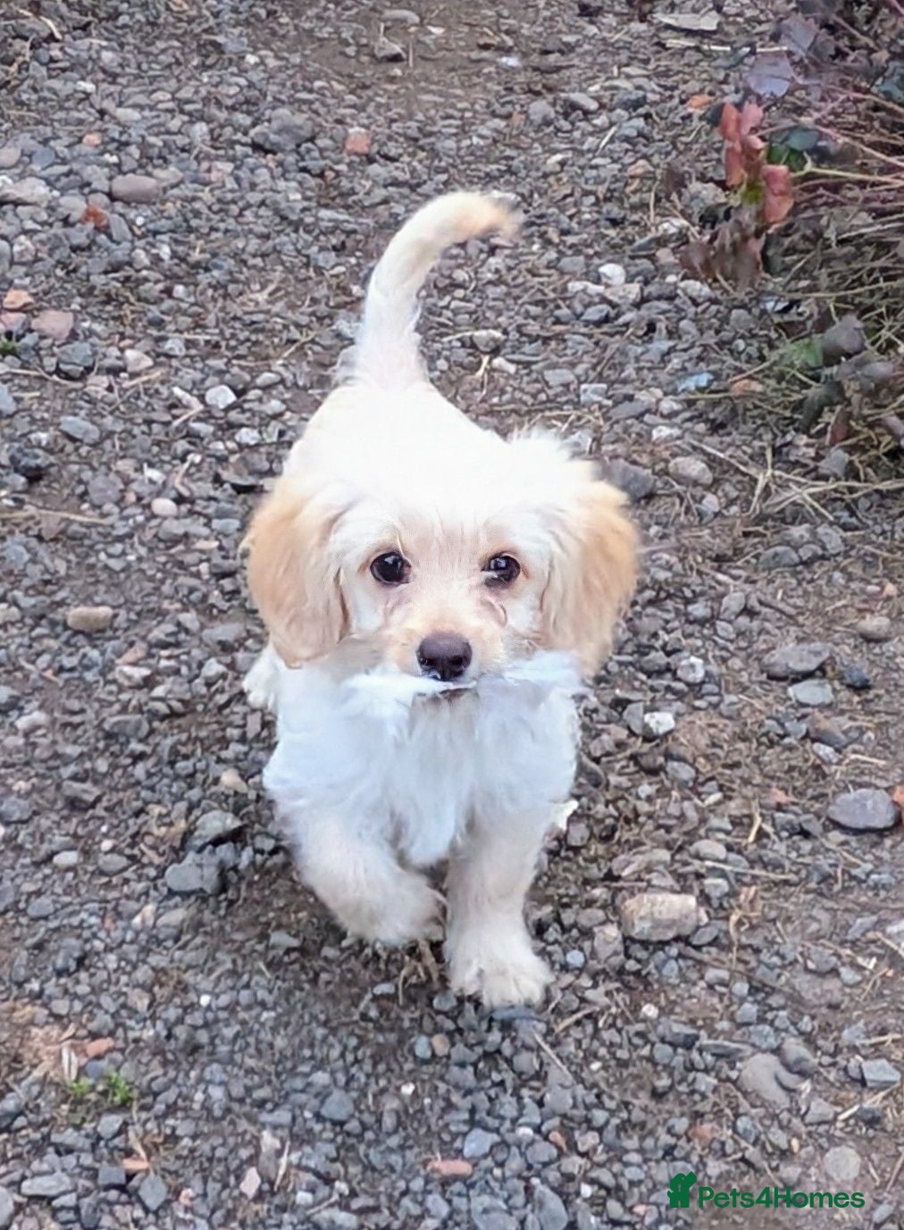 Mixed Breed dogs Poodle x Biewer Terrier Puppies  - Advert 5