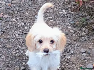 Mixed Breed dogs Poodle x Biewer Terrier Puppies - Advert 5