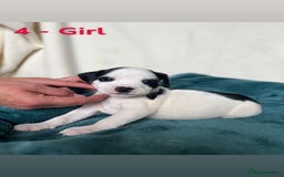 Mixed Breed dogs for sale: Old Tyme English Bulldog x Sproodle Puppies - Image 2