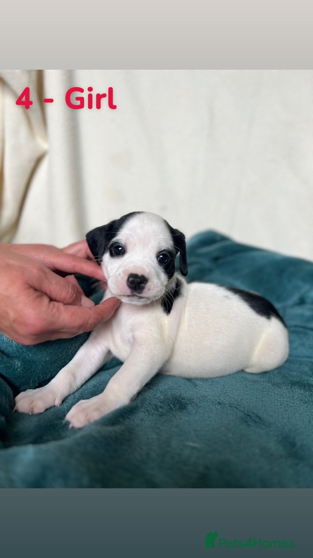 Mixed Breed dogs for sale: Old Tyme English Bulldog x Sproodle Puppies - Image 2