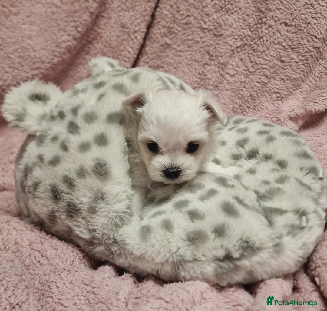 Maltese dogs for sale: Korean Maltese puppies for adoption - Advert 8