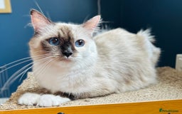 Ragdoll cats for sale: Stunning Rainbow of Ragdoll Kittens - Image 21