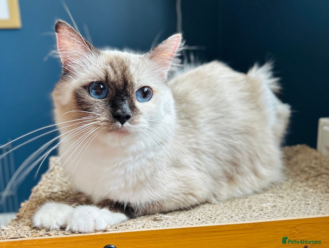 Ragdoll cats for sale: Stunning Rainbow of Ragdoll Kittens - Image 21