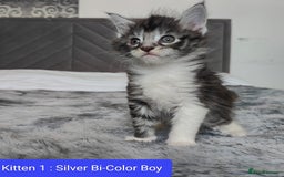 Maine Coon cats for sale: European Maine coon Kittens - Image 1