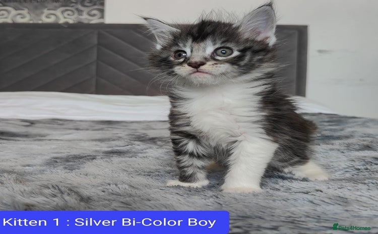 Maine Coon cats - Advert 14