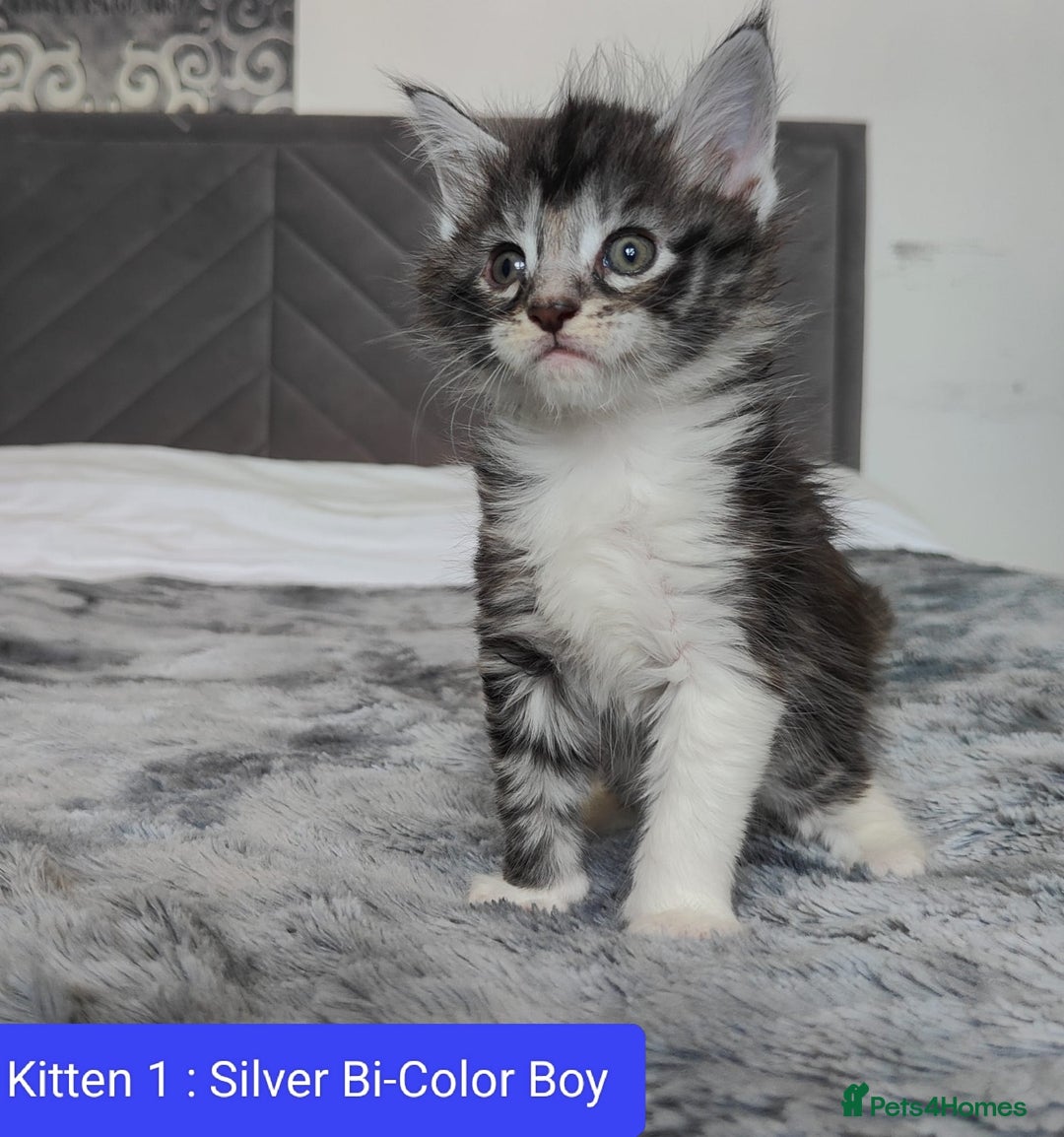 Maine Coon cats for sale: European Maine coon Kittens - Image 1