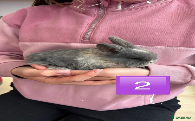 Mini Lop rabbits - Advert 4