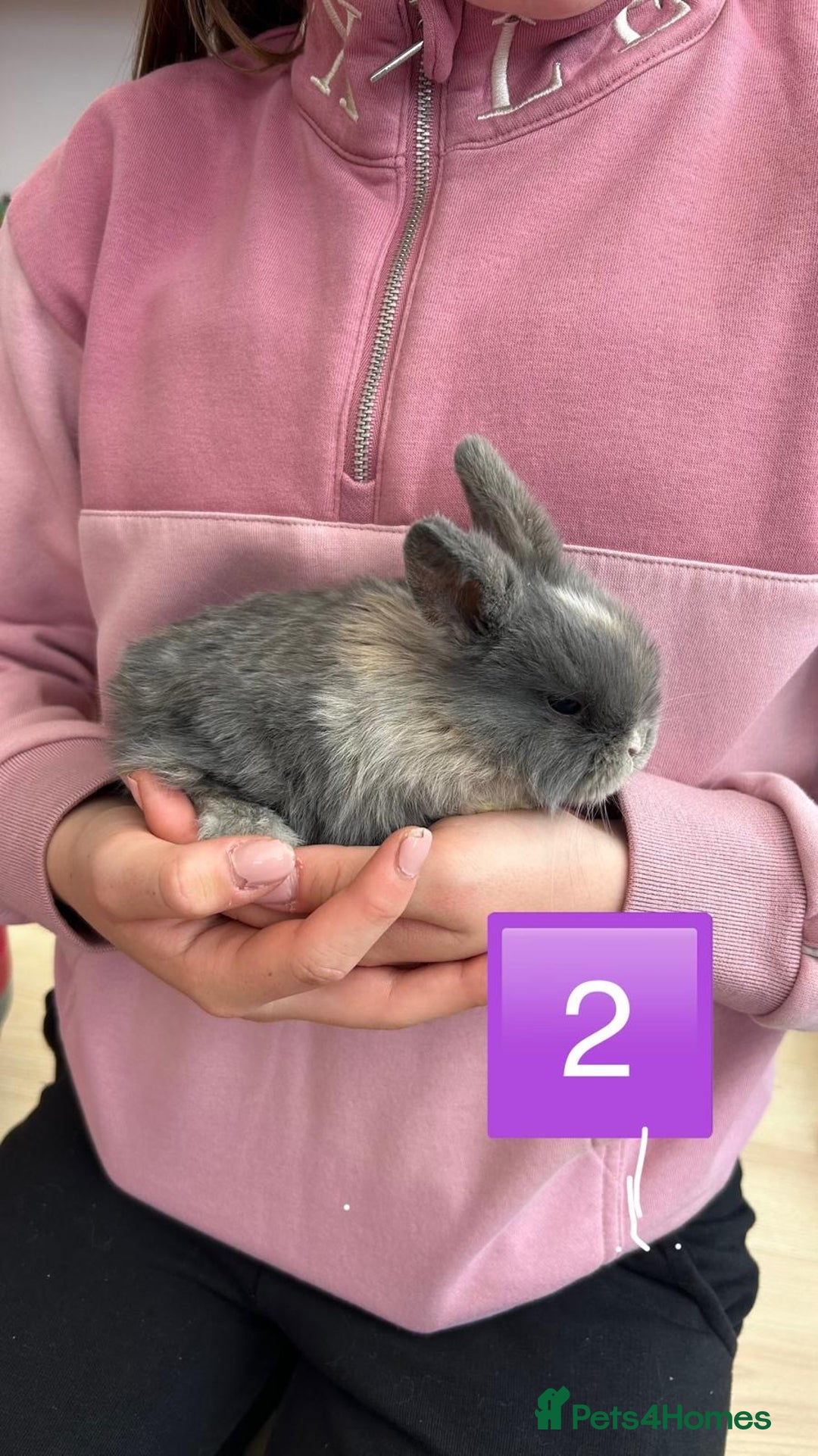 Mini Lop rabbits for sale: Pure Bred Mini Lops - females  - Image 1