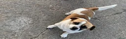 Mixed Breed dogs for sale: Pom jack puppy for sale  - Advert 3