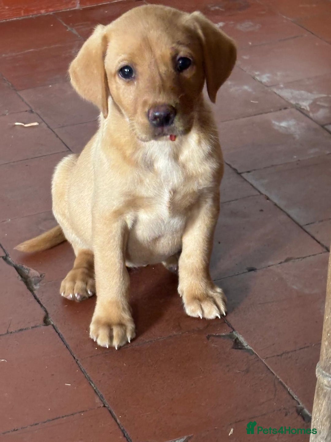 Labrador Retriever dogs for sale: KC FOX RED LABRADORS  - Image 7