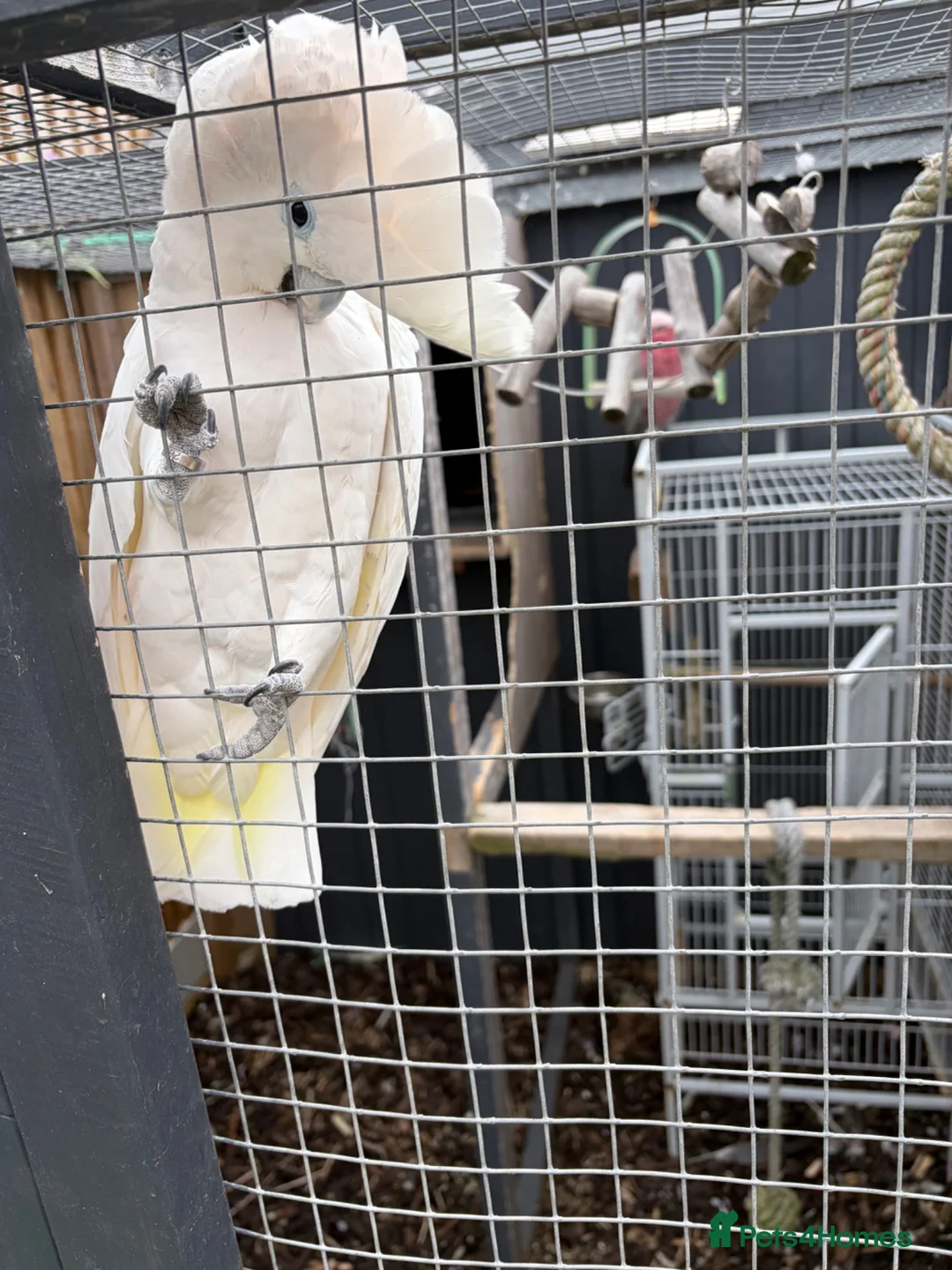 Cockatoo birds for sale: Ducorps cockatoo in Colchester - Advert 1