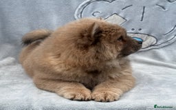 Chow Chow dogs for sale: KC Reg Chow Chow Puppies  - Image 11