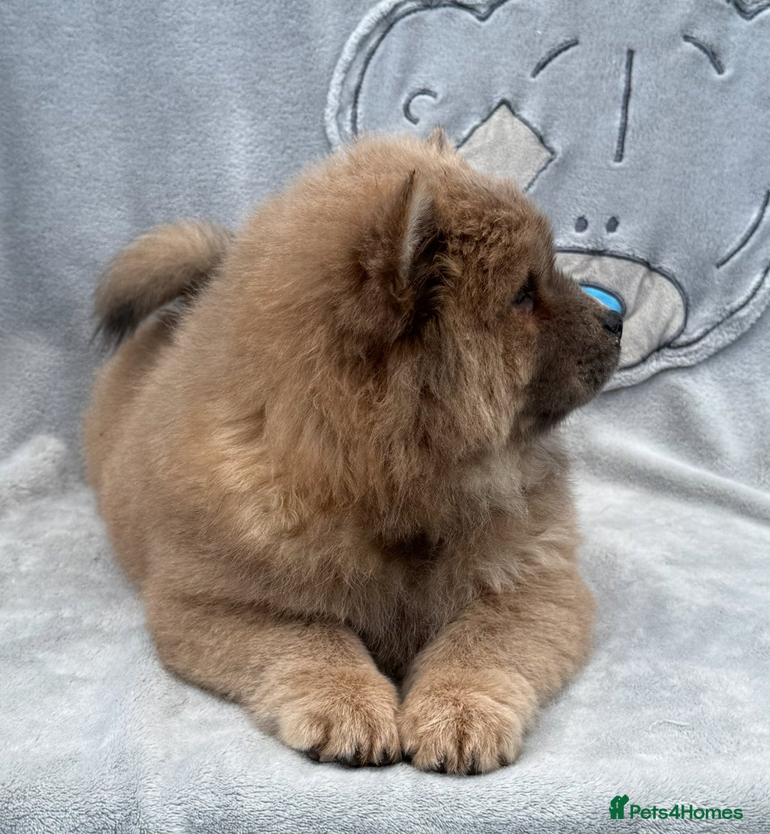 Chow Chow dogs for sale: KC Reg Chow Chow Puppies  - Image 11