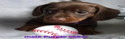 Dachshund dogs for sale: 8 Mini daxis smooth coat (kc reg optional) - Advert 24
