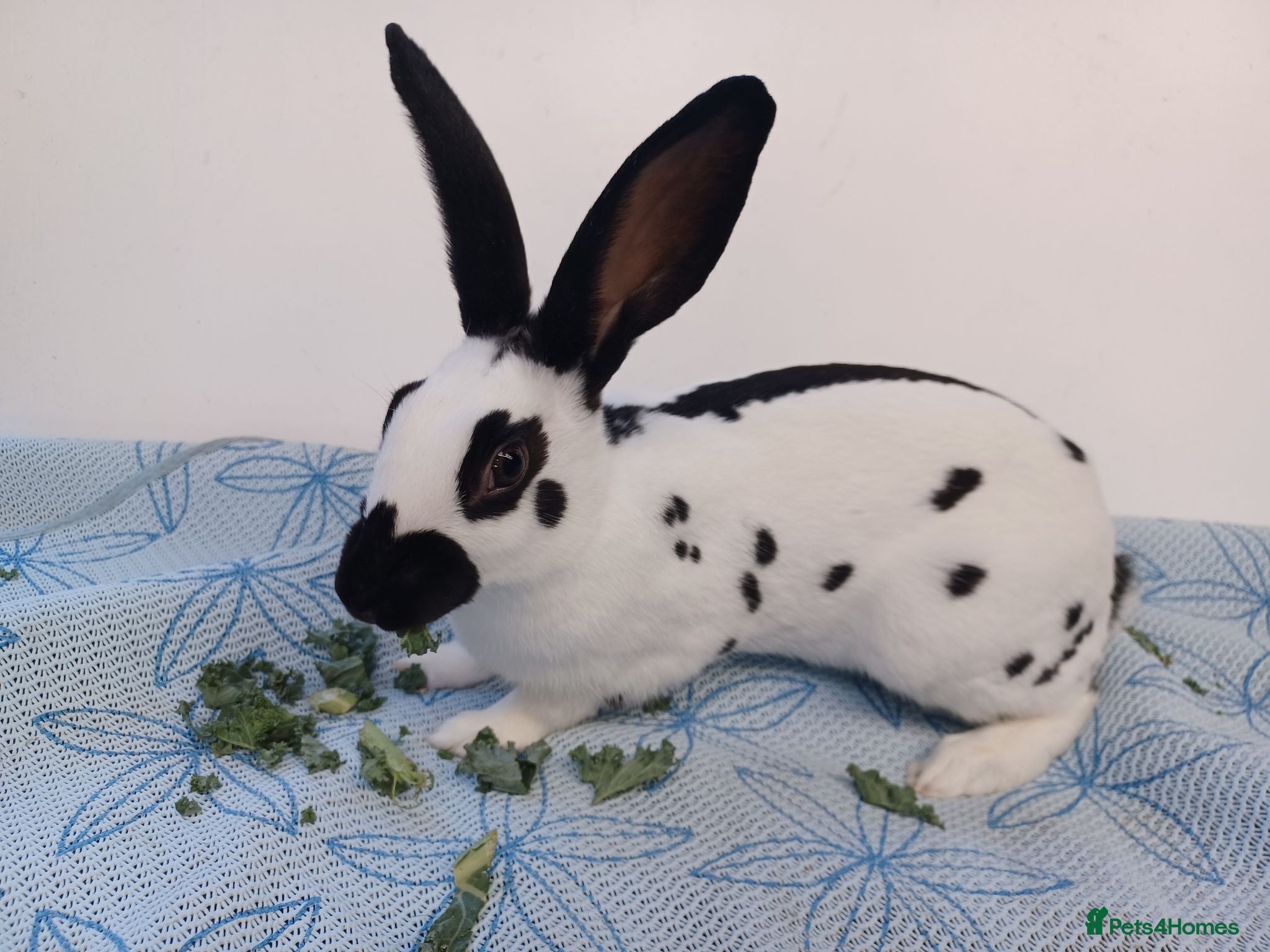 English rabbits Yurvac vaccinated baby English rabbit, ready now! - Advert 2