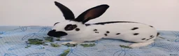 English rabbits for sale: Yurvac vaccinated baby English rabbit, ready now! - Advert 2