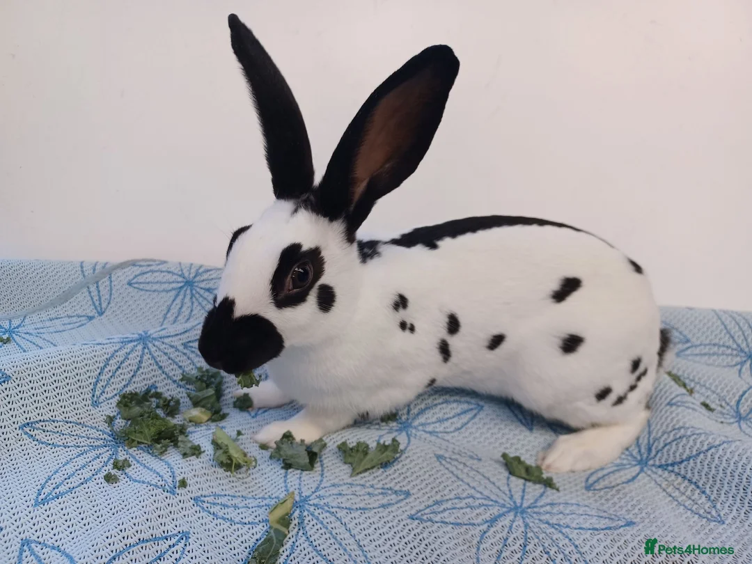 English rabbits for sale: Yurvac vaccinated baby English rabbit, ready now! - Advert 2