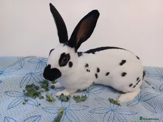 English rabbits Yurvac vaccinated baby English rabbit, ready now! - Advert 2