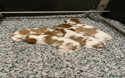 Cavalier King Charles Spaniel dogs for sale: Gorgeous Cavalier King Charles puppies - Image 4
