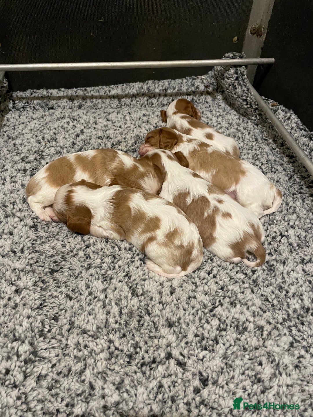 Cavalier King Charles Spaniel dogs for sale: Gorgeous Cavalier King Charles puppies - Image 4