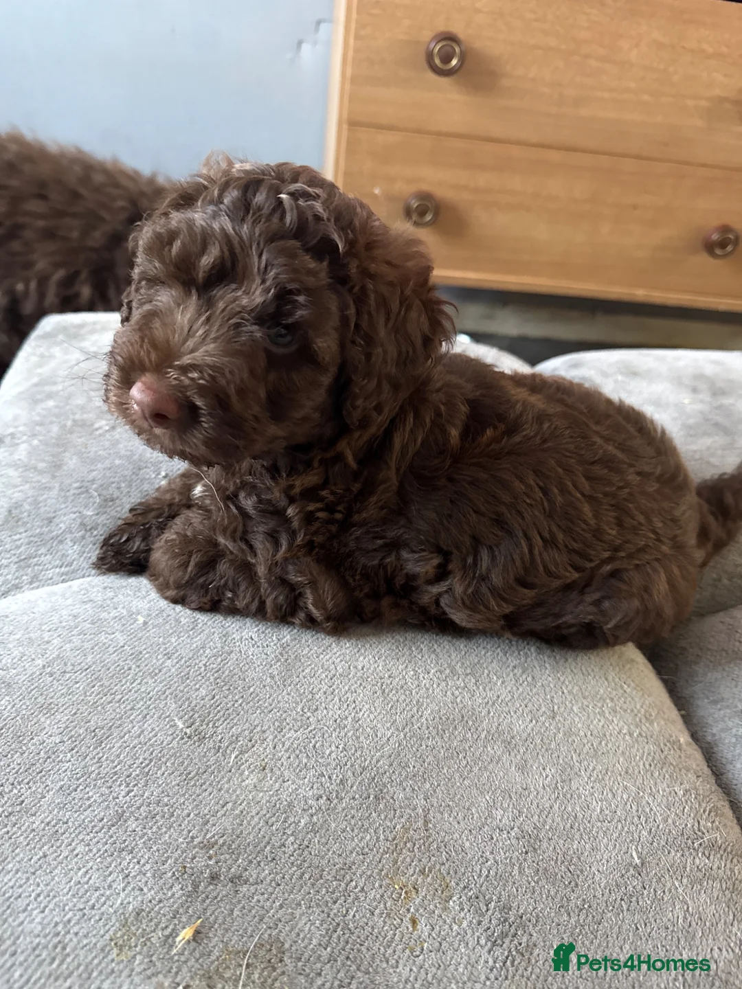 Mixed Breed dogs for sale: Cockapoo x fox terrier  in Gillingham - Advert 1