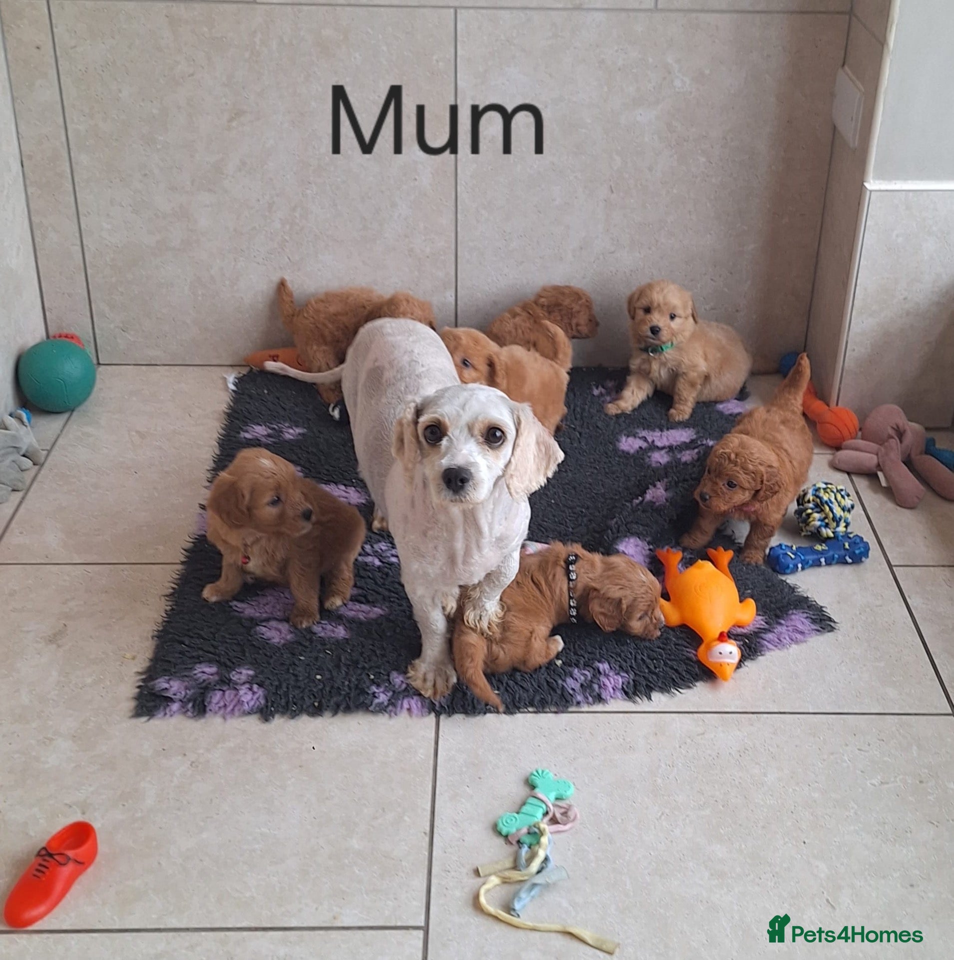 Cavapoochon dogs Beautiful Cavapoochons 💞 - Advert 2
