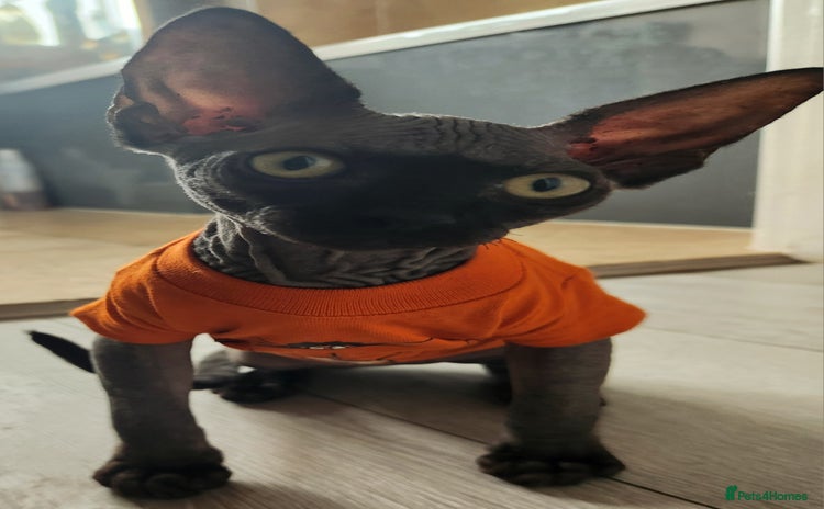 Sphynx cats - Advert 5
