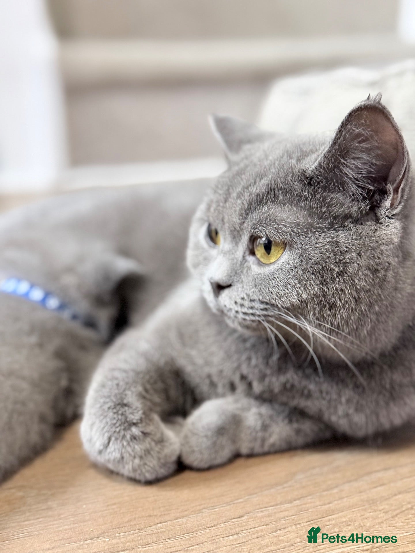 British Shorthair cats 100% Pedigree Champion British Shorthair kittens  - Advert 1