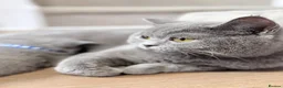 British Shorthair cats for sale: 100% Pedigree Champion British Shorthair kittens  - Advert 1