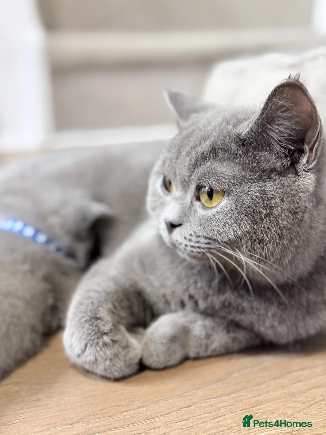 British Shorthair cats for sale: 100% Pedigree Champion British Shorthair kittens  - Advert 1