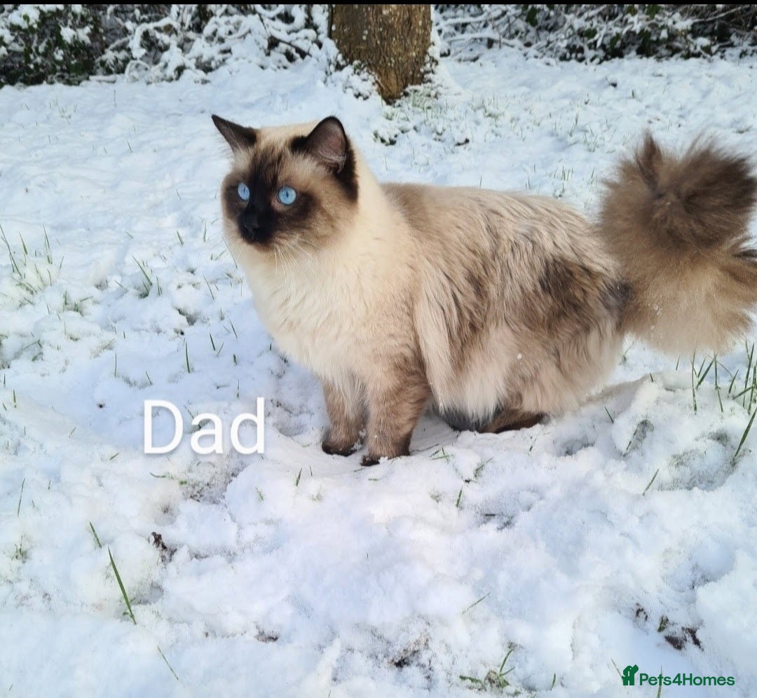 Ragdoll cats for sale: Blue Point and Seal Point Ragdoll kittens  - Image 7