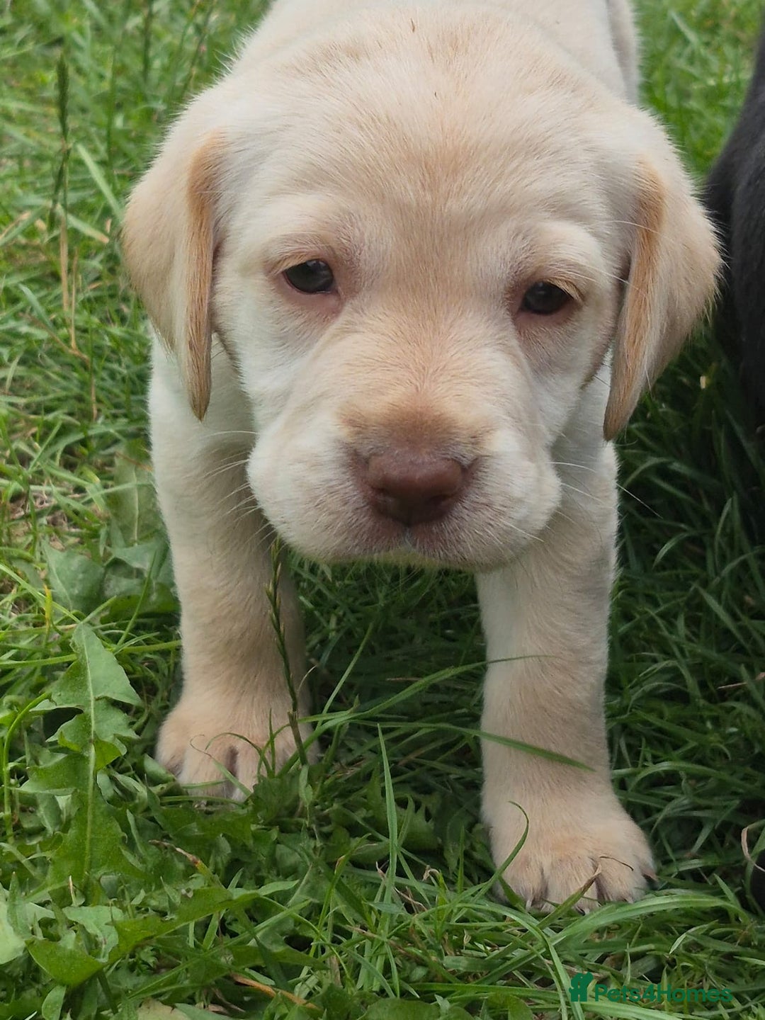 Springador dogs for sale: Springador Puppies - Image 3