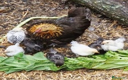 Chickens poultry for sale: Bantam family, hen, cockerel and 7 chicks - Image 1
