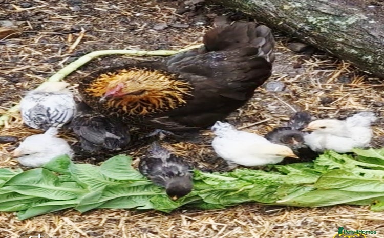 Chickens poultry - Advert 1