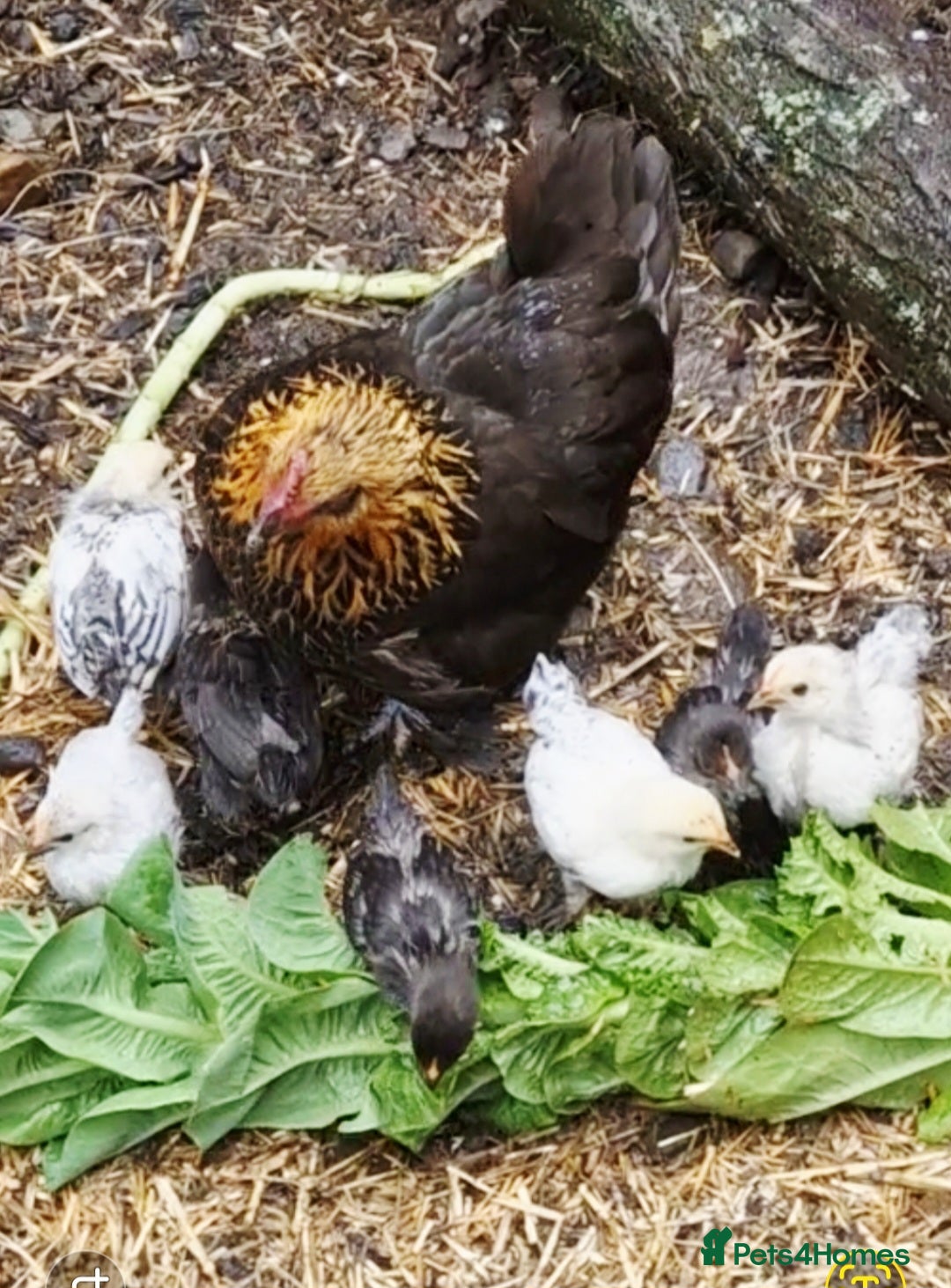 Chickens poultry for sale: Bantam family, hen, cockerel and 7 chicks - Image 1