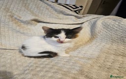 Mixed Breed cats for sale: 8 lovely kittens for sale - Image 13
