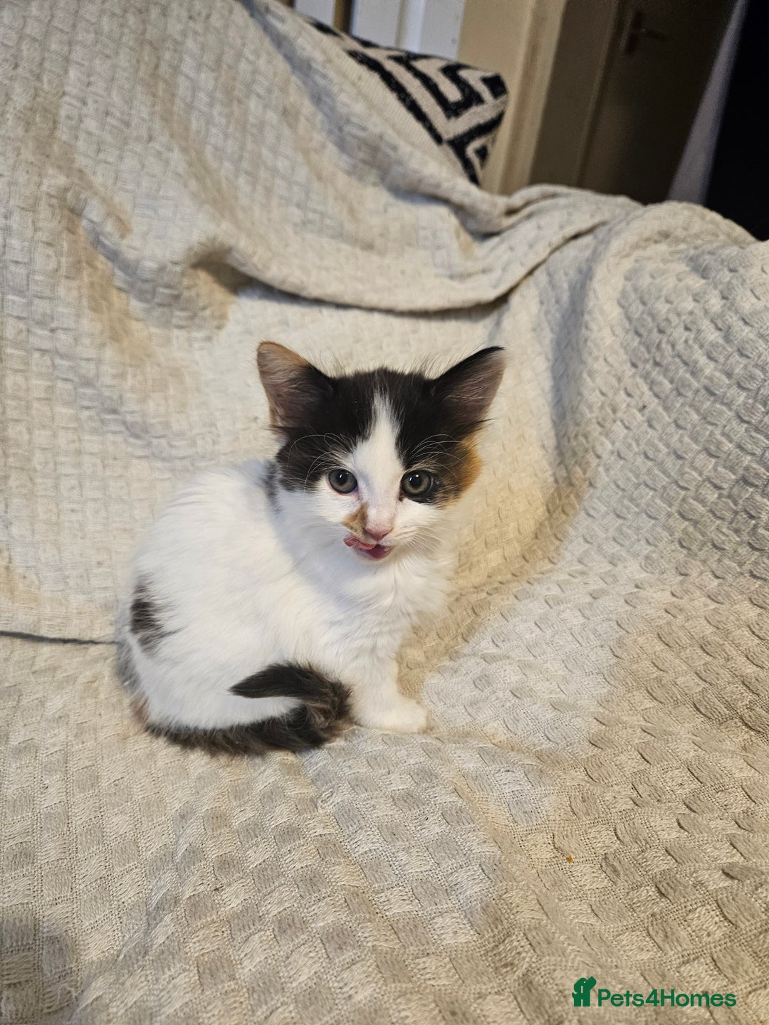 Mixed Breed cats for sale: 8 lovely kittens for sale - Image 13