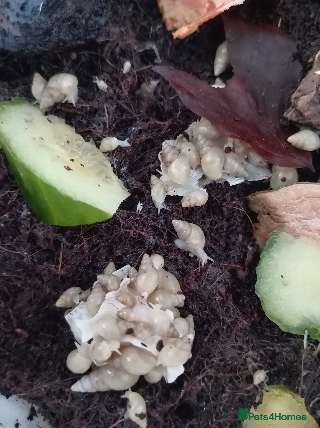 Snails invertebrates for sale: Leptinaria Unilamellata - Advert 2