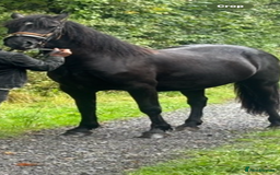 Welsh Section D horses for sale: Section D beautiful Black Mare Magic - Image 27