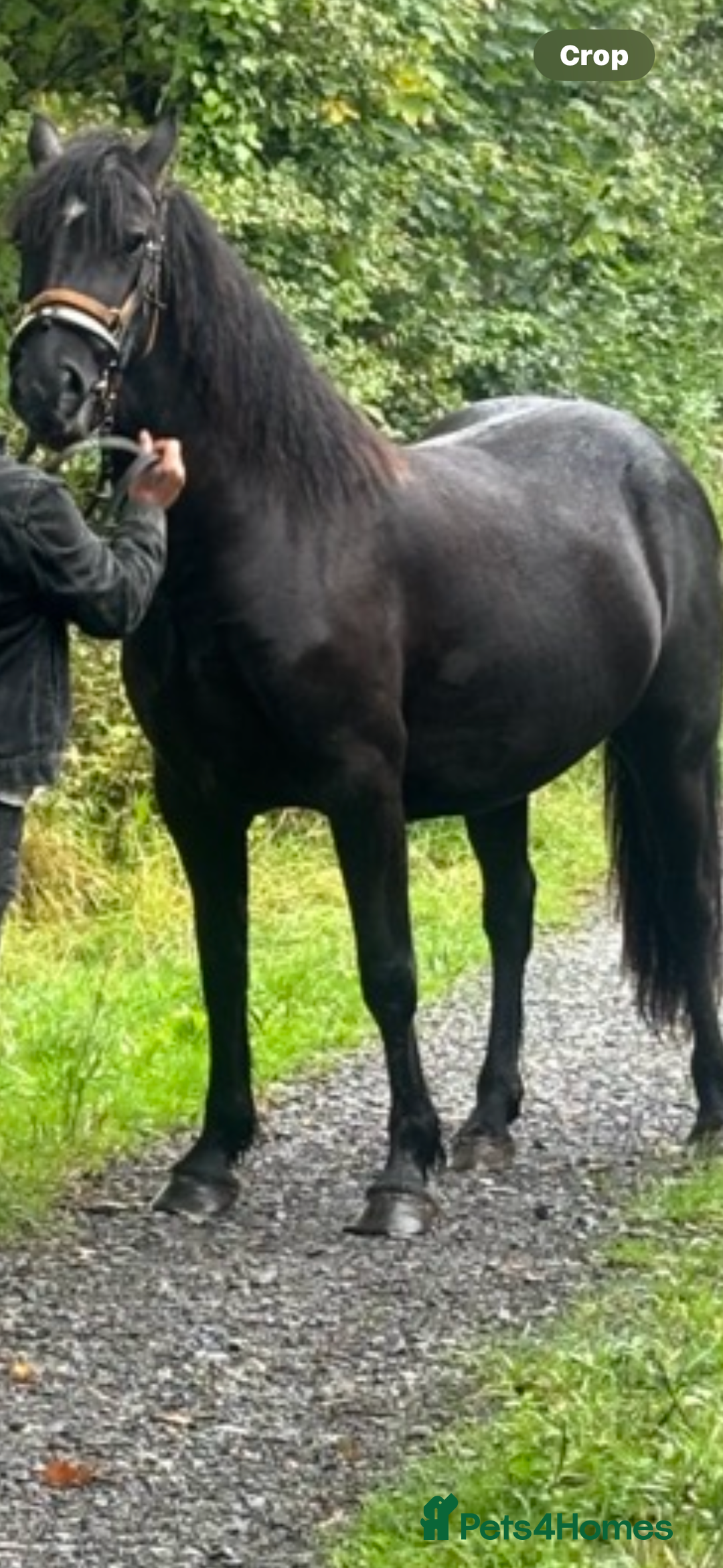 Welsh Section D horses for sale: Section D beautiful Black Mare Magic - Image 27