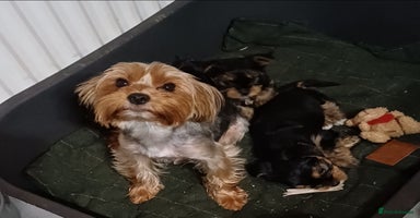 Yorkshire Terrier dogs - Advert 2